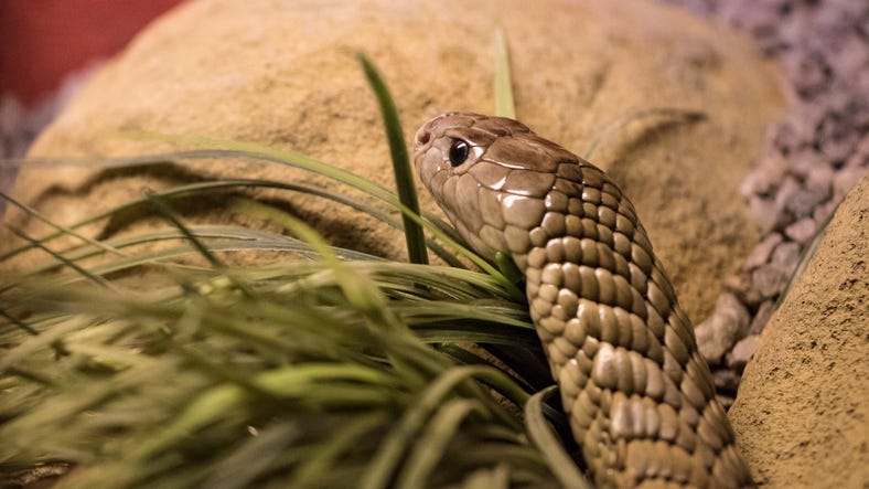 Snouted Cobra