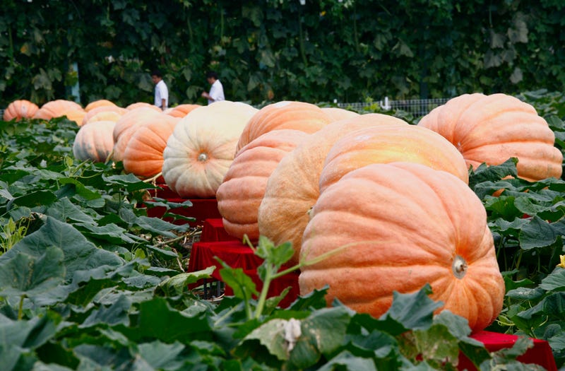 CHANGCHUN, CHINA - AUGUST 25: (CHINA OUT) Huge pumpkins are displayed at the botanical exhibition area of the Changchun Agricultural Expo Park prior to the opening of the Seventh Changchun International Agriculture And Food Fair on August 25, 2008 in Changchun of Jilin Province, China. The event will be held from August 26 to September 1 at the Agricultural Expo Park.