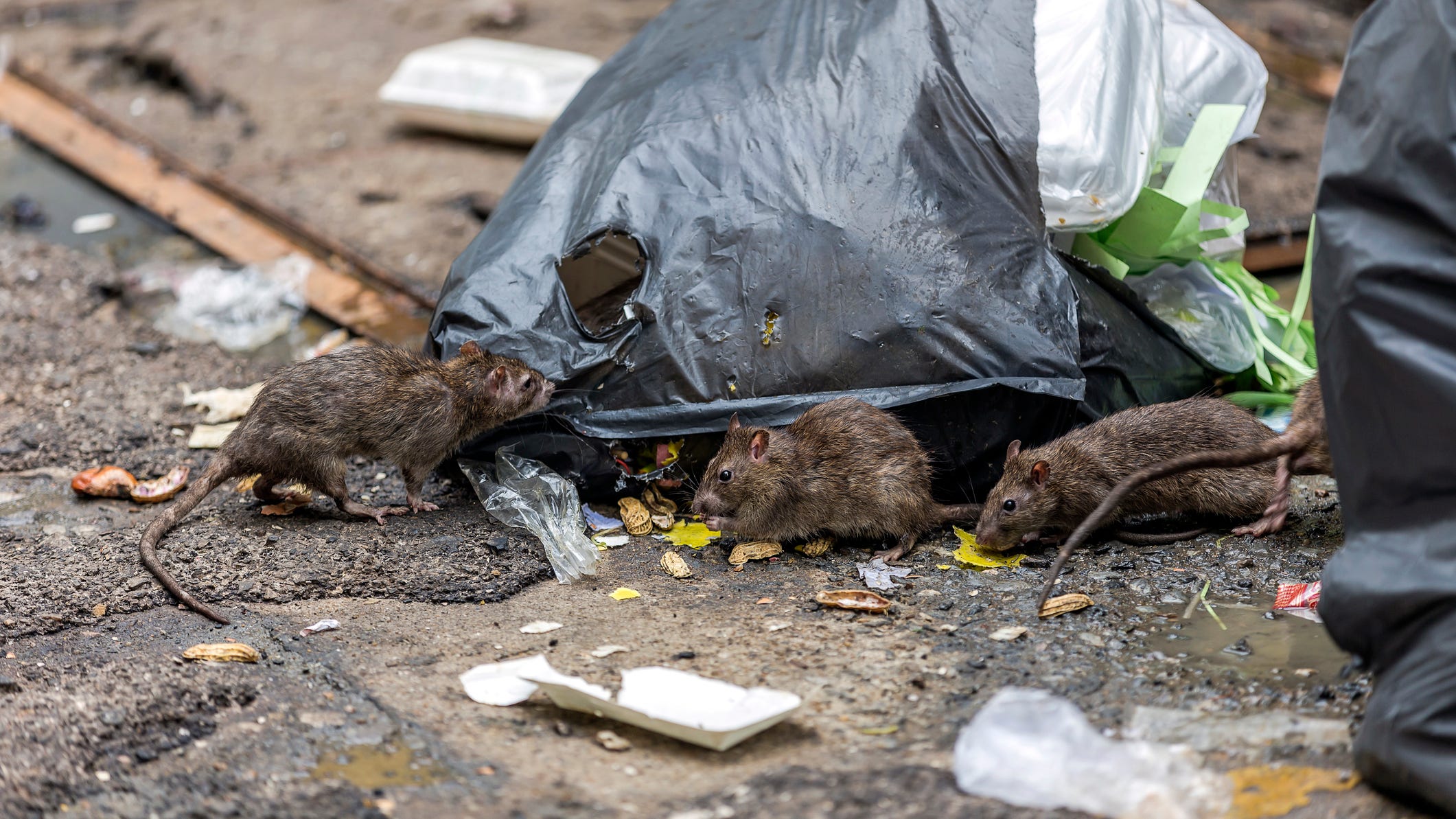 Hungry Rats May Become ‘Aggressive’ as Coronavirus Restaurant Shutdowns Persist: CDC