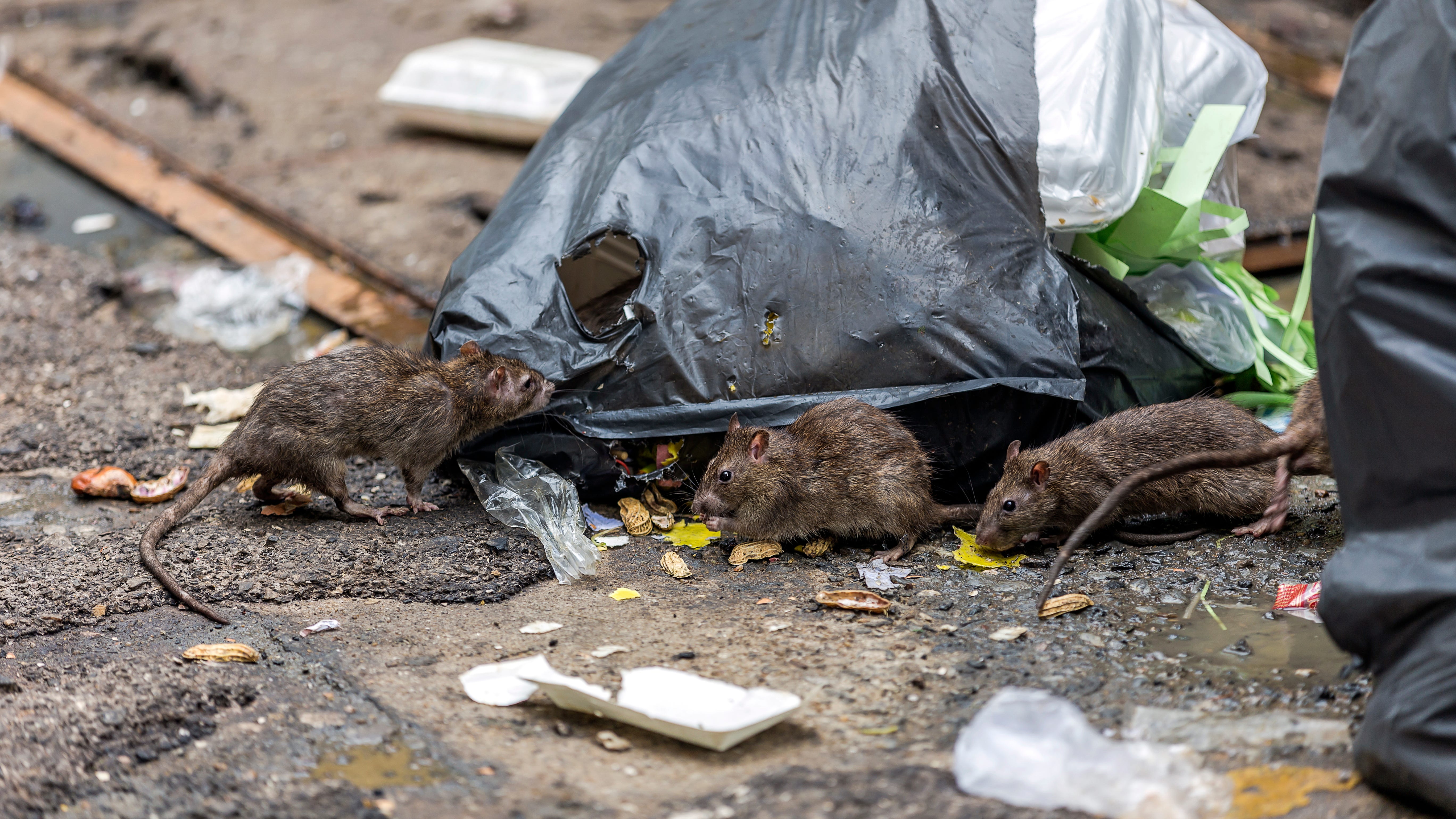 Chicago received an increase in complaints about rats over the last two years