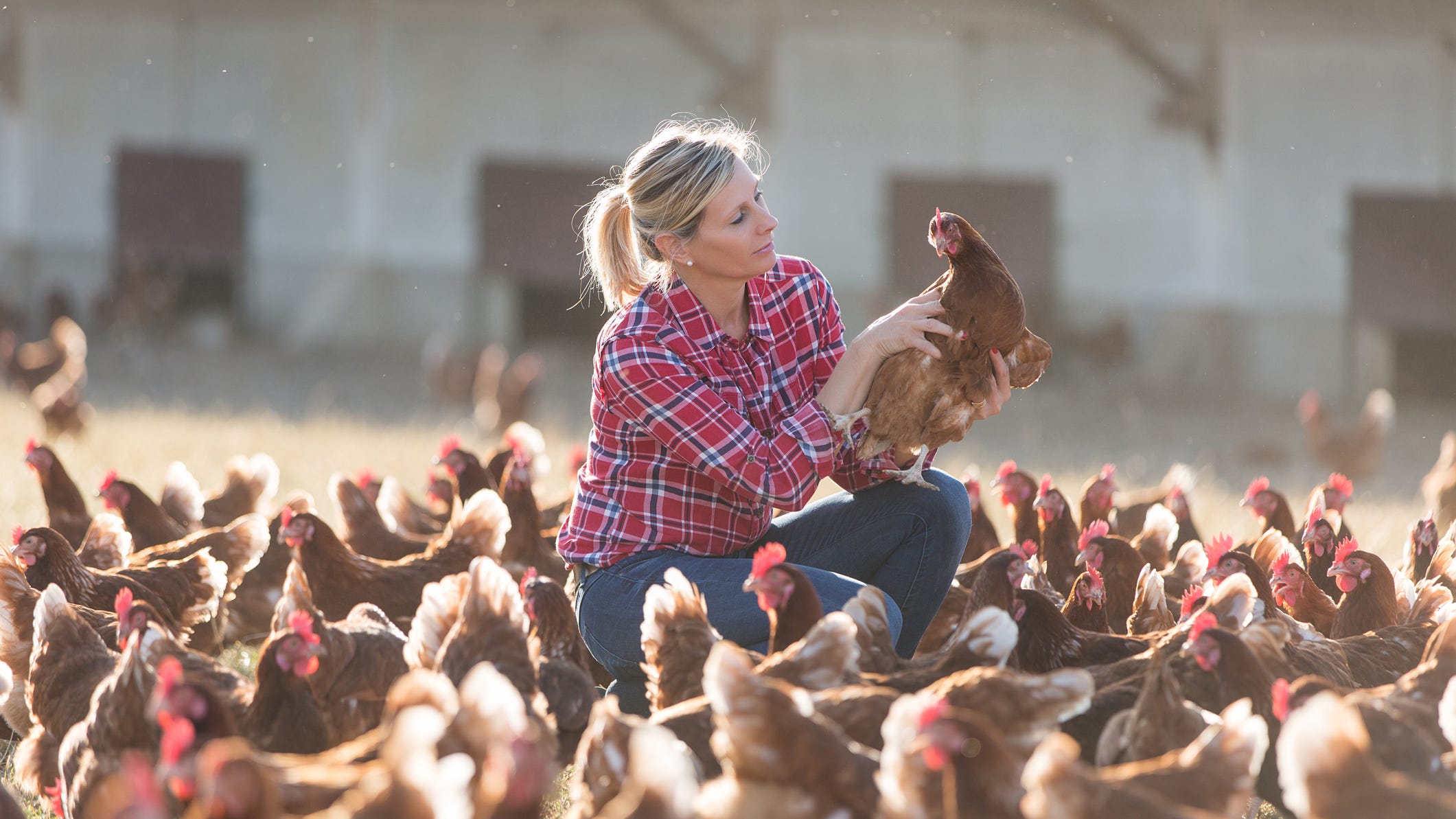 CDC warns against kissing or snuggling chickens amid salmonella outbreak