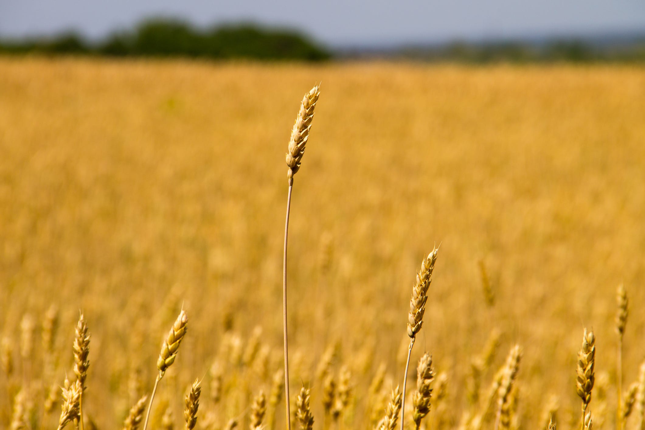 Boffo numbers for Kansas ag & livestock exports: Rural Mainstreet Index