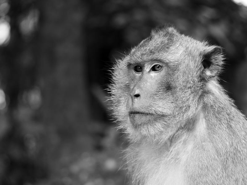 Monkey