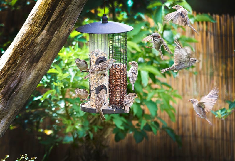 Conservation experts say it's ok to fill your bird feeders again, the threat of avian flu has lessened
