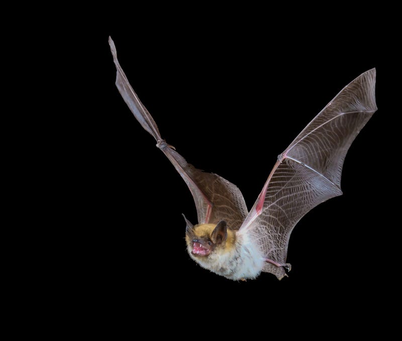 Taken in the Madera Canyon area of southern Arizona, the bats come looking for water