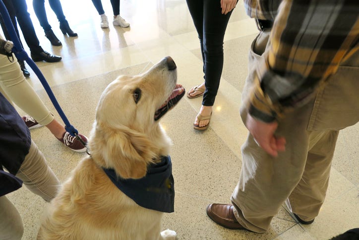 Therapy dog 