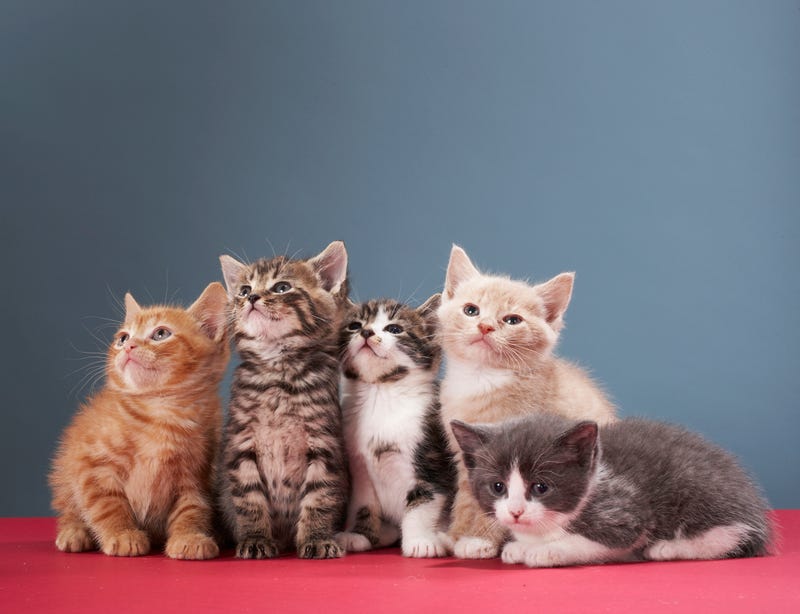 Five kittens posing