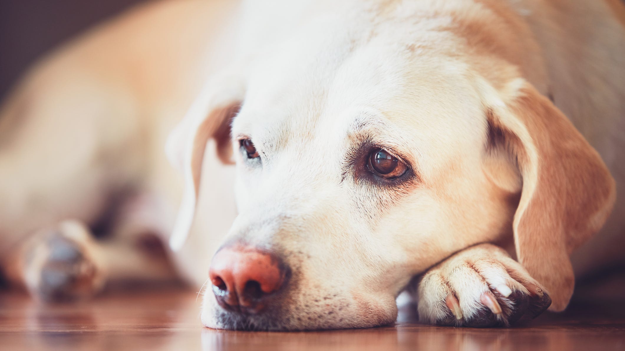 Rabies identified in Detroit dog; Michigan residents urged to get their pets, farm animals vaccinated