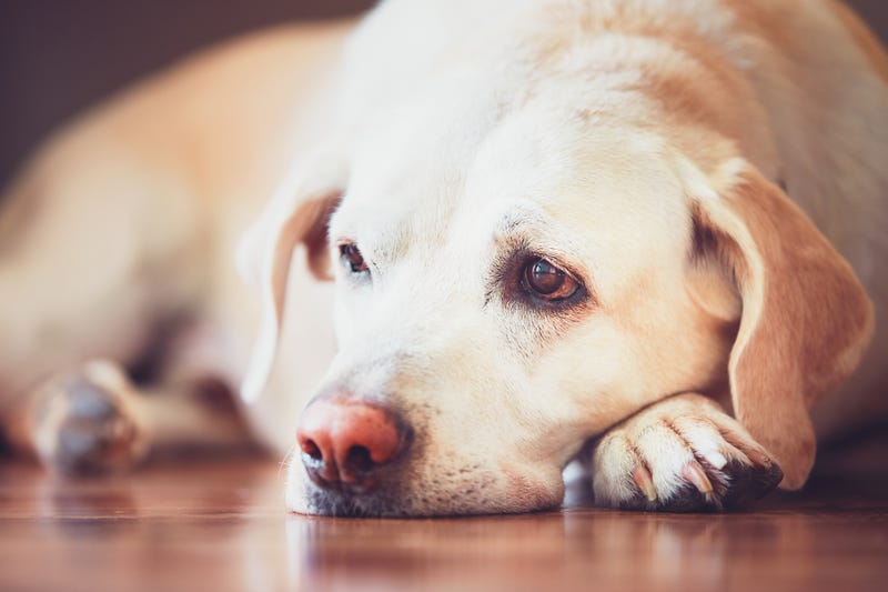 Sad dog