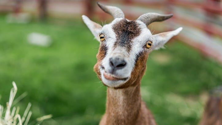 Cops race to screams for help, discover a goat