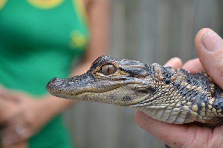 baby alligator