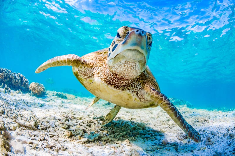 Green Sea Turtle
