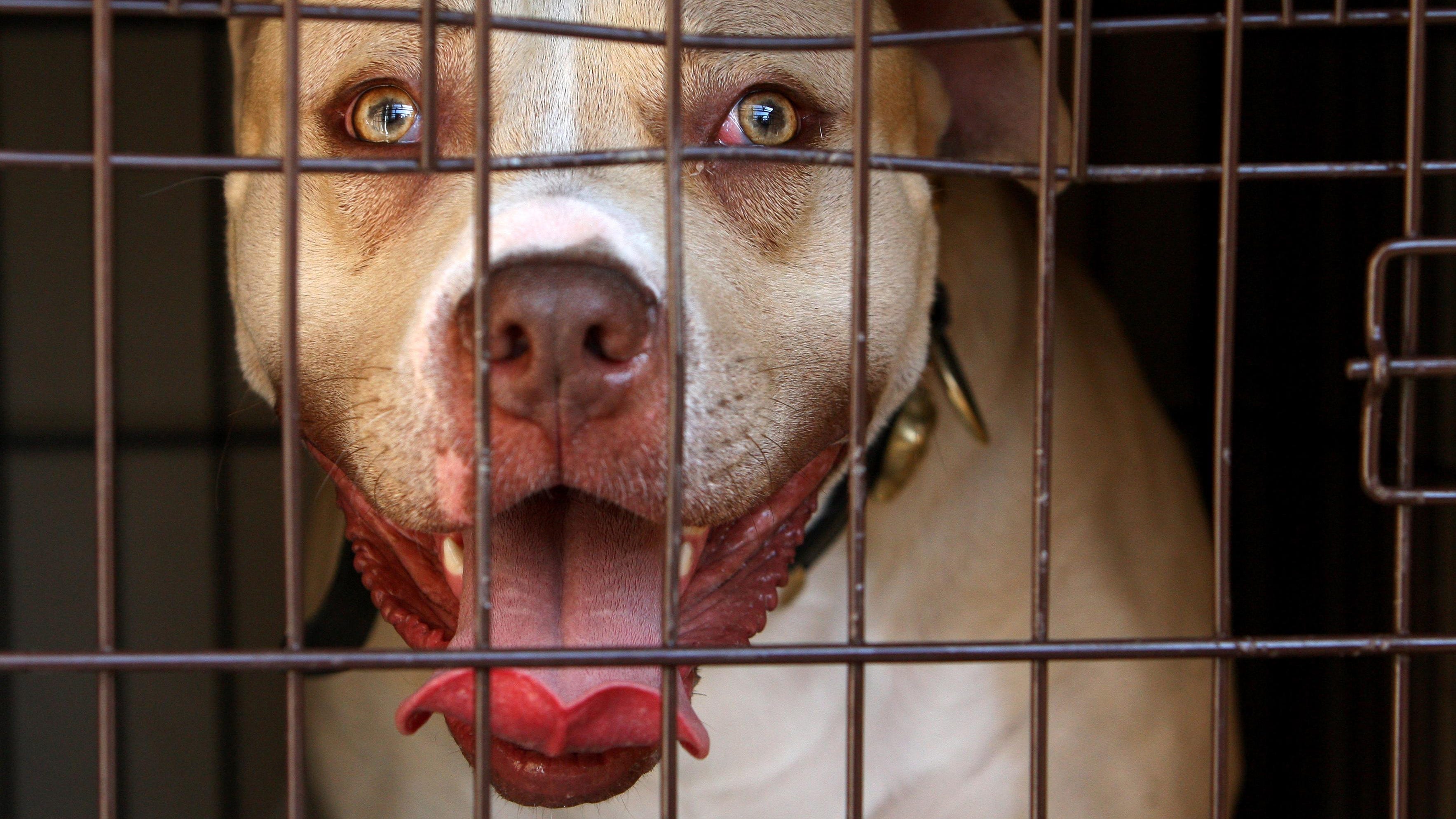 Long Island man indicted on dog fighting charges
