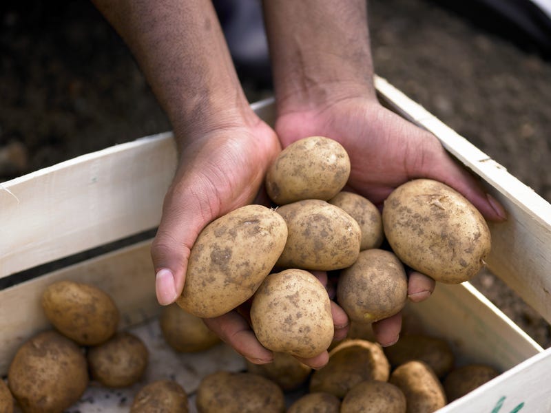 The high price for eggs is causing some Americans to consider painting potatoes during Easter weekend
