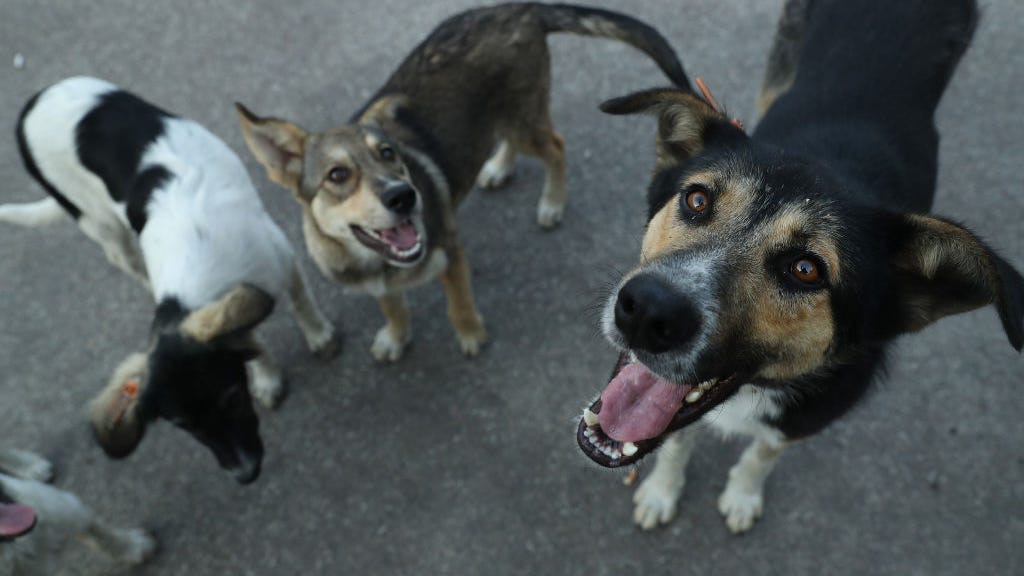 More than 300 dogs found starved to death in Ukrainian shelter