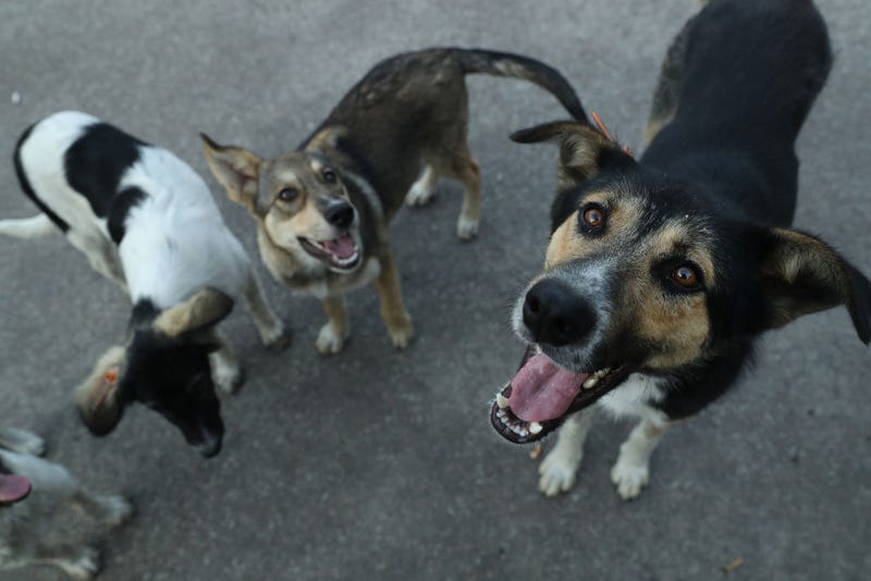Ukrainian dogs