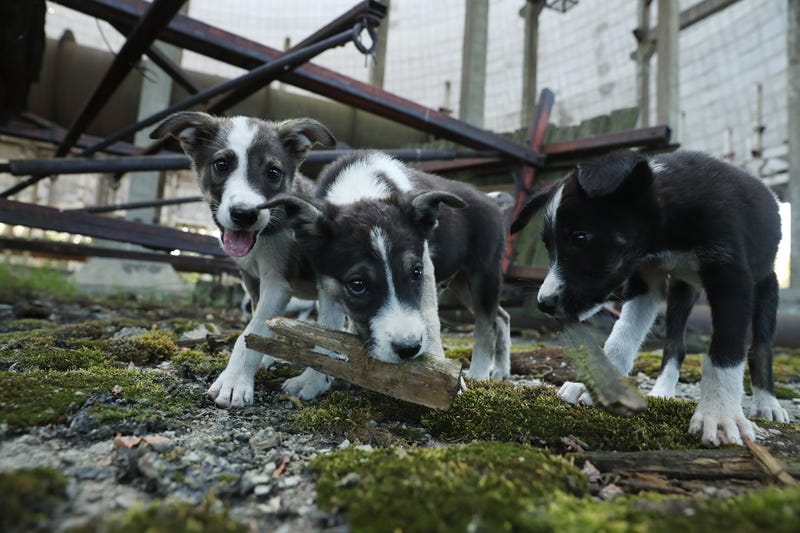Sean Gallup/Getty Images