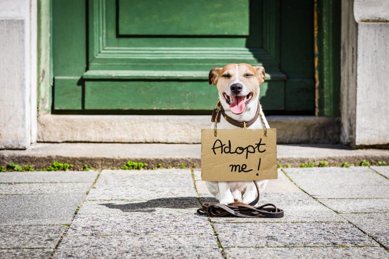 Jack Russell dog with cardboard sign hanging around neck, abandoned at the street, waiting to be adopted