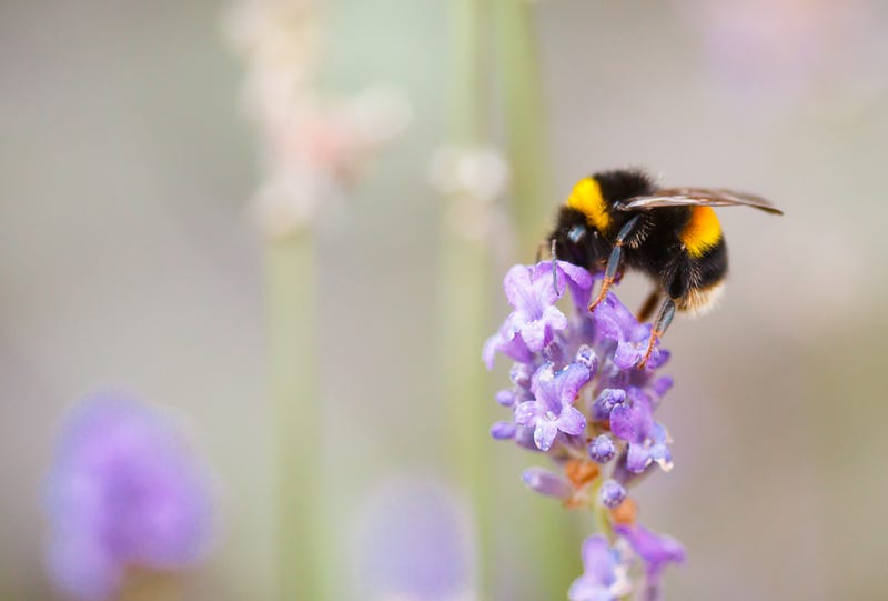 Bumblebees are now protected under the state's Endangered Species Act.