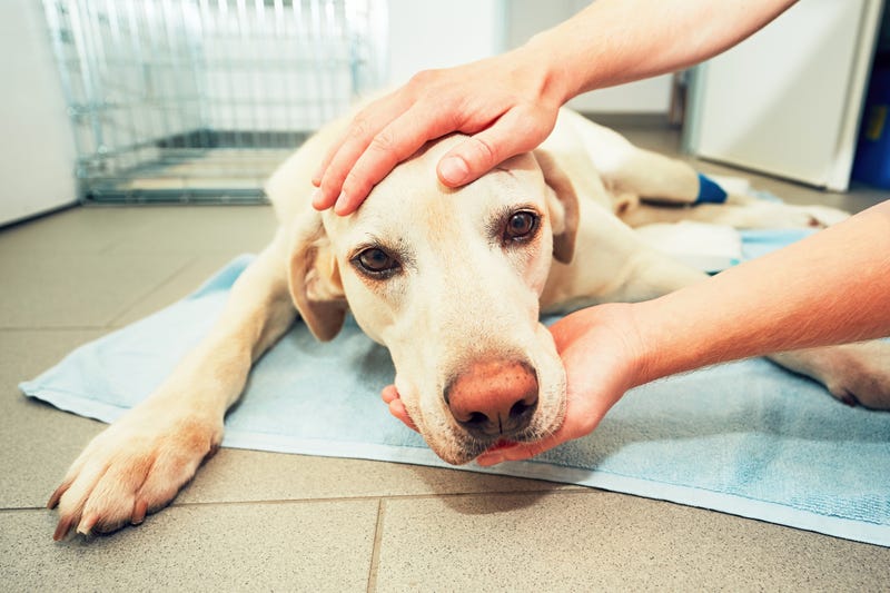 Dog Flu