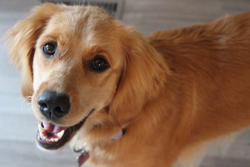 photograph of a young female golden retriever