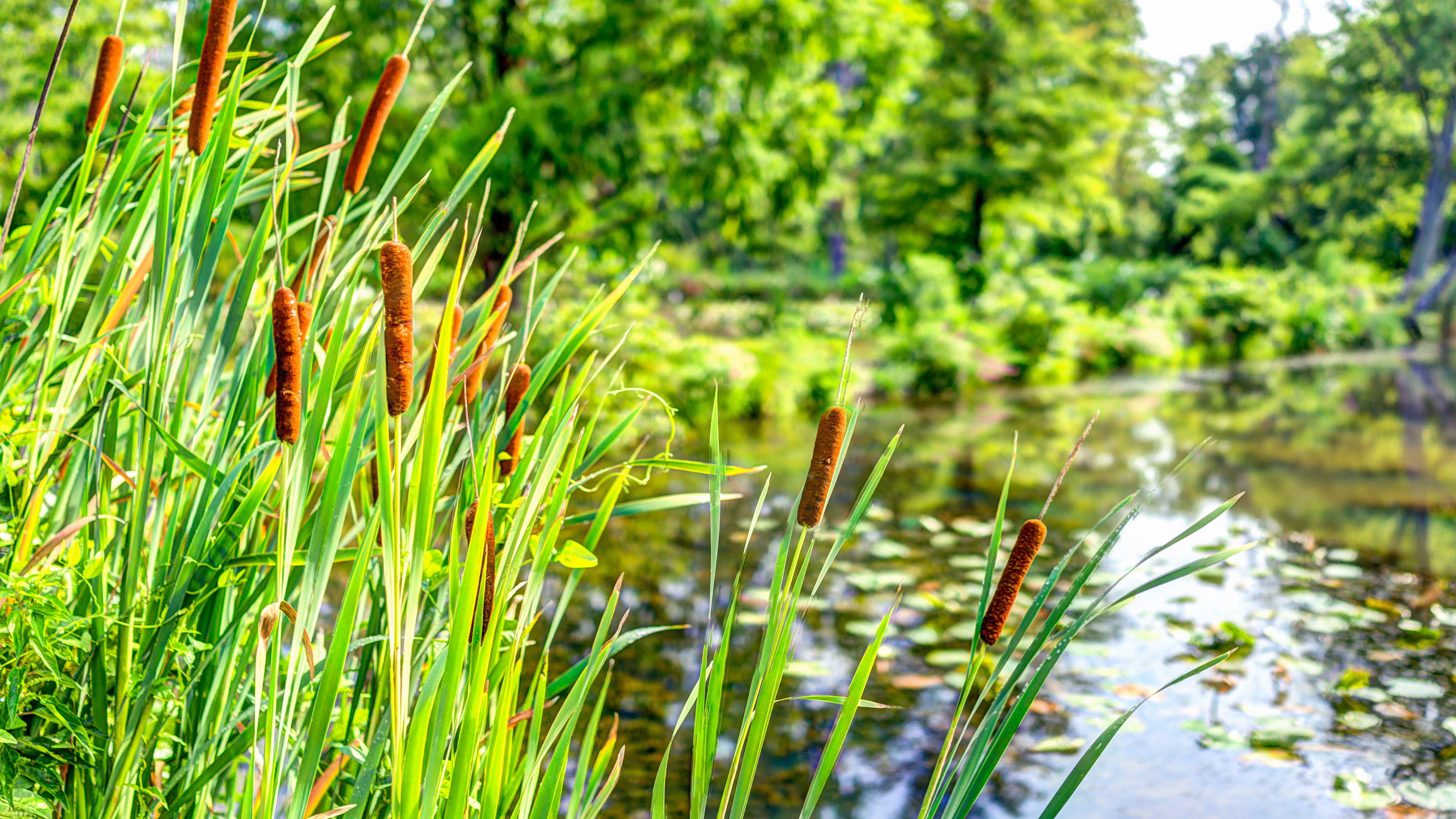 Wetland plants aiding in the clean up of a gasoline spill at a Kane County lake