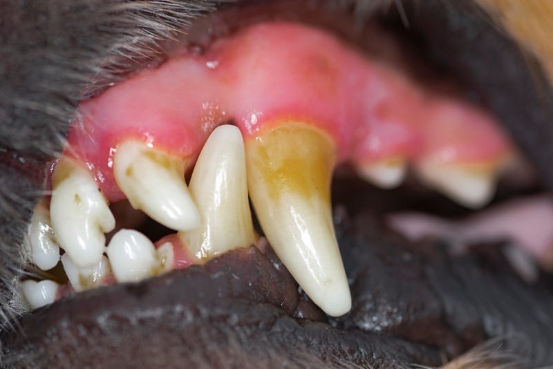 Dog teeth
