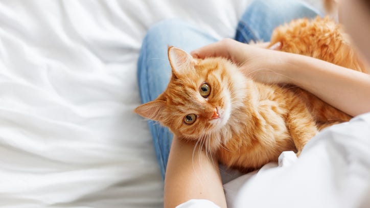 Cat missing for 6 years reunites with owner who is battling COVID-19