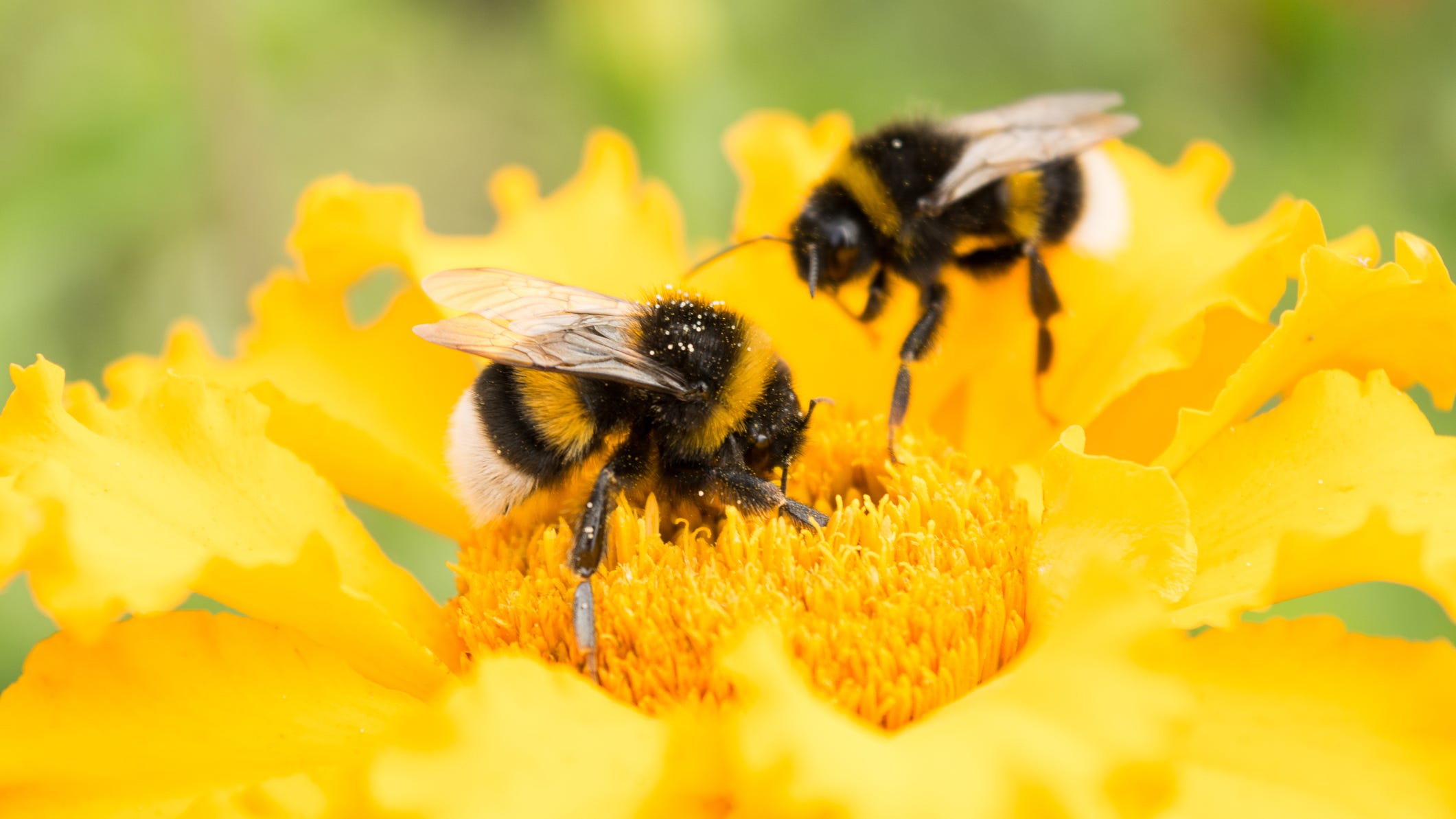Study finds that bumble bees choose to 'play' just like mammals