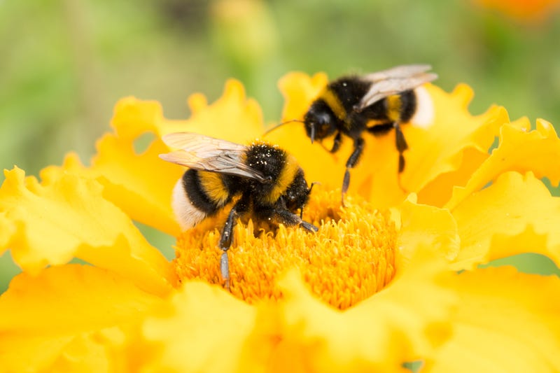 Two bumblebees on a yellow flower. 