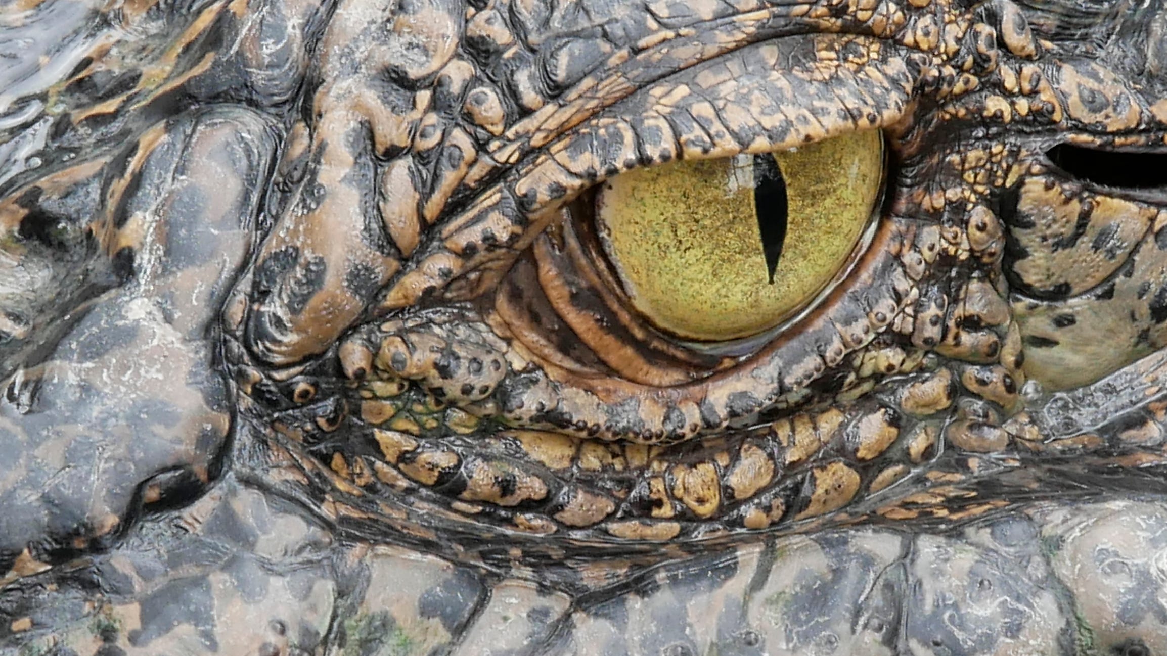 PHOTO: 7-foot alligator terrifies customer after breaking into post office