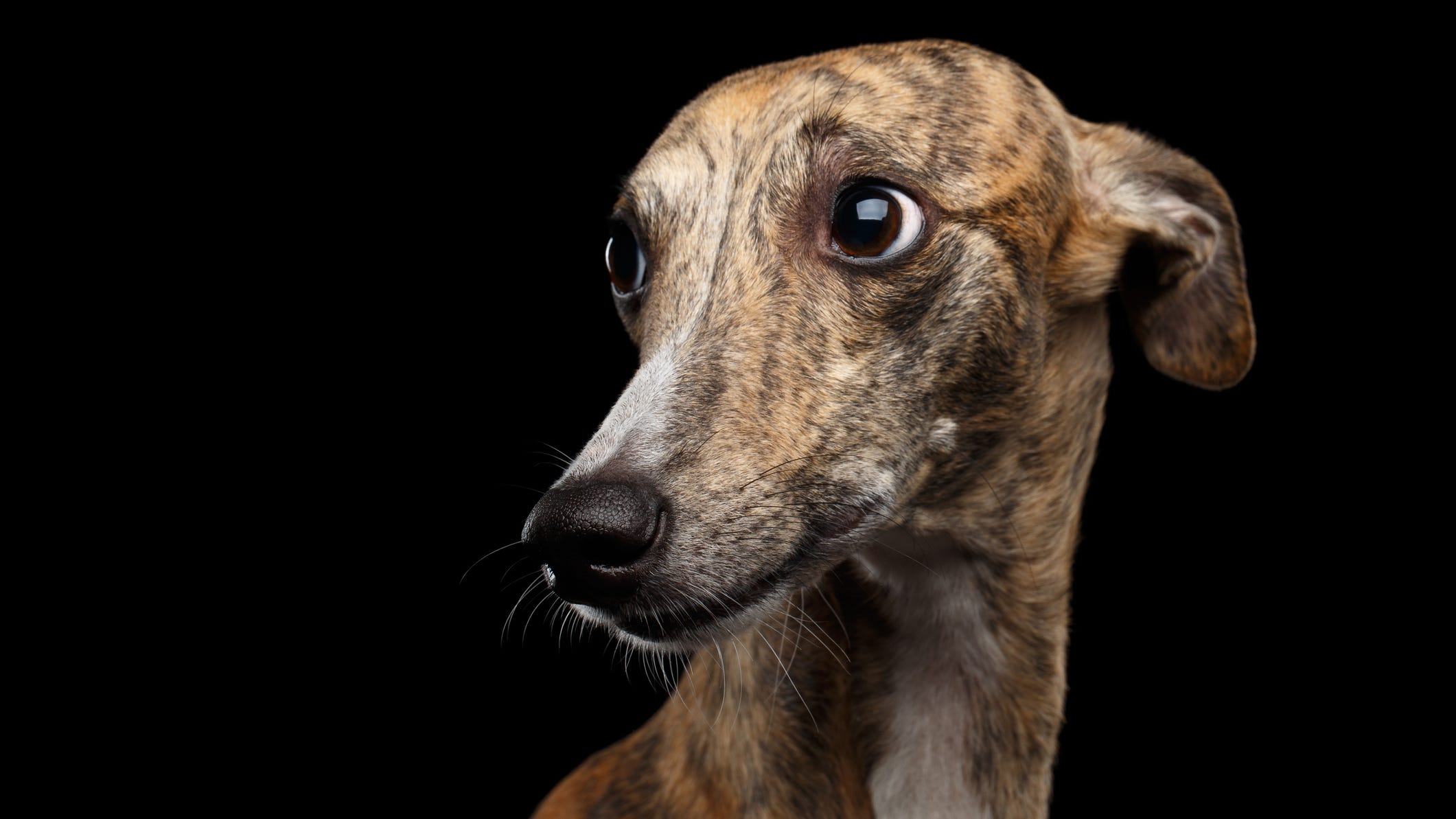 First human-to-dog transmission of monkeypox announced