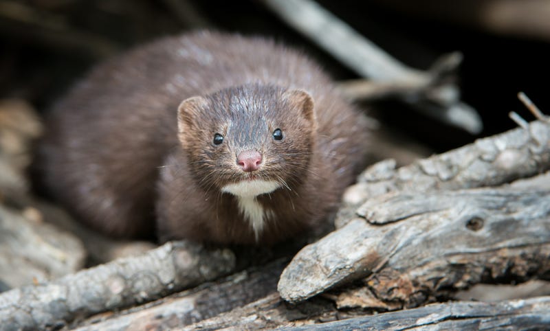 Minks on the loose in Northumberland County