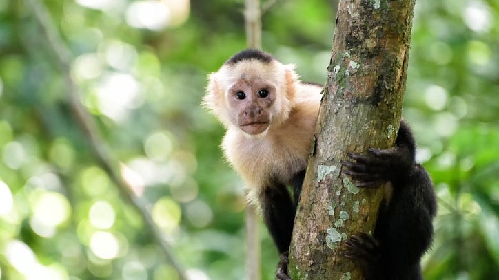 Capuchin monkey calls 911 on accident