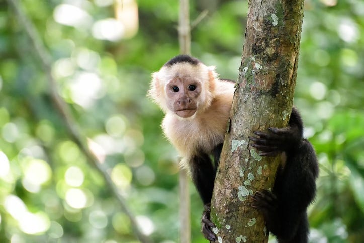 Capuchin monkey hanging on a branch. 