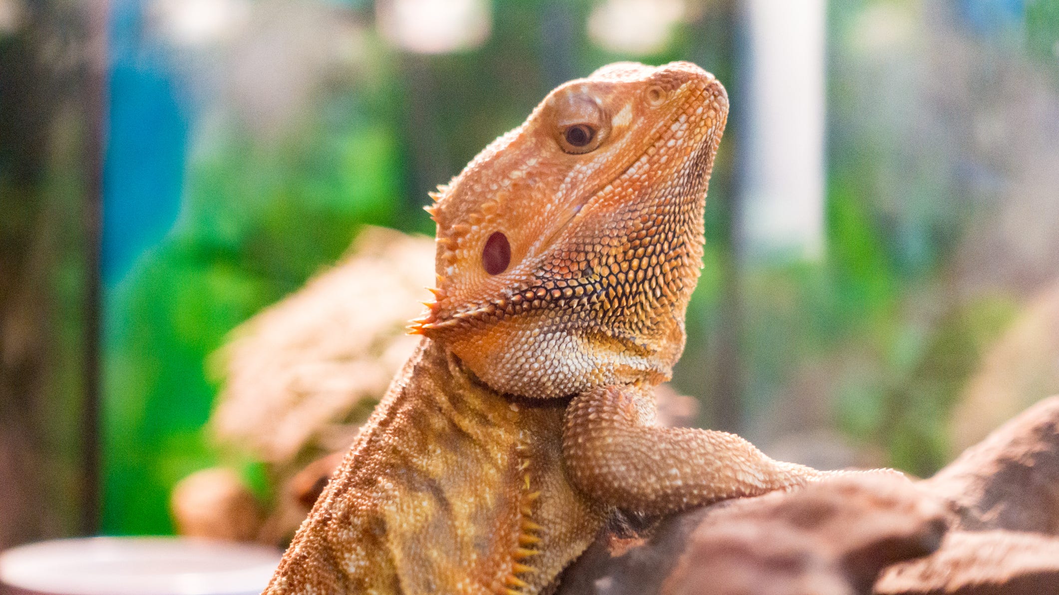 Salmonella outbreak impacting babies linked to bearded dragons