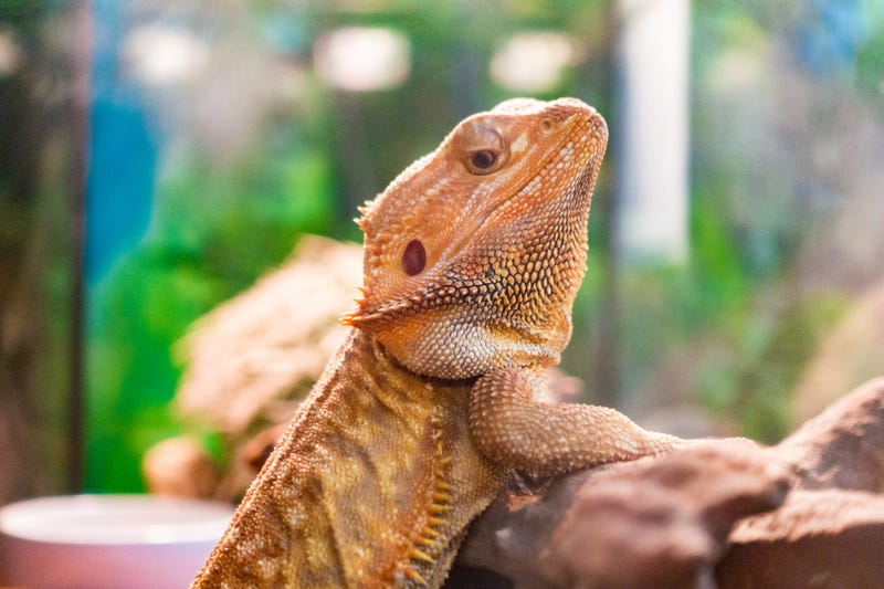 Bearded dragon. 