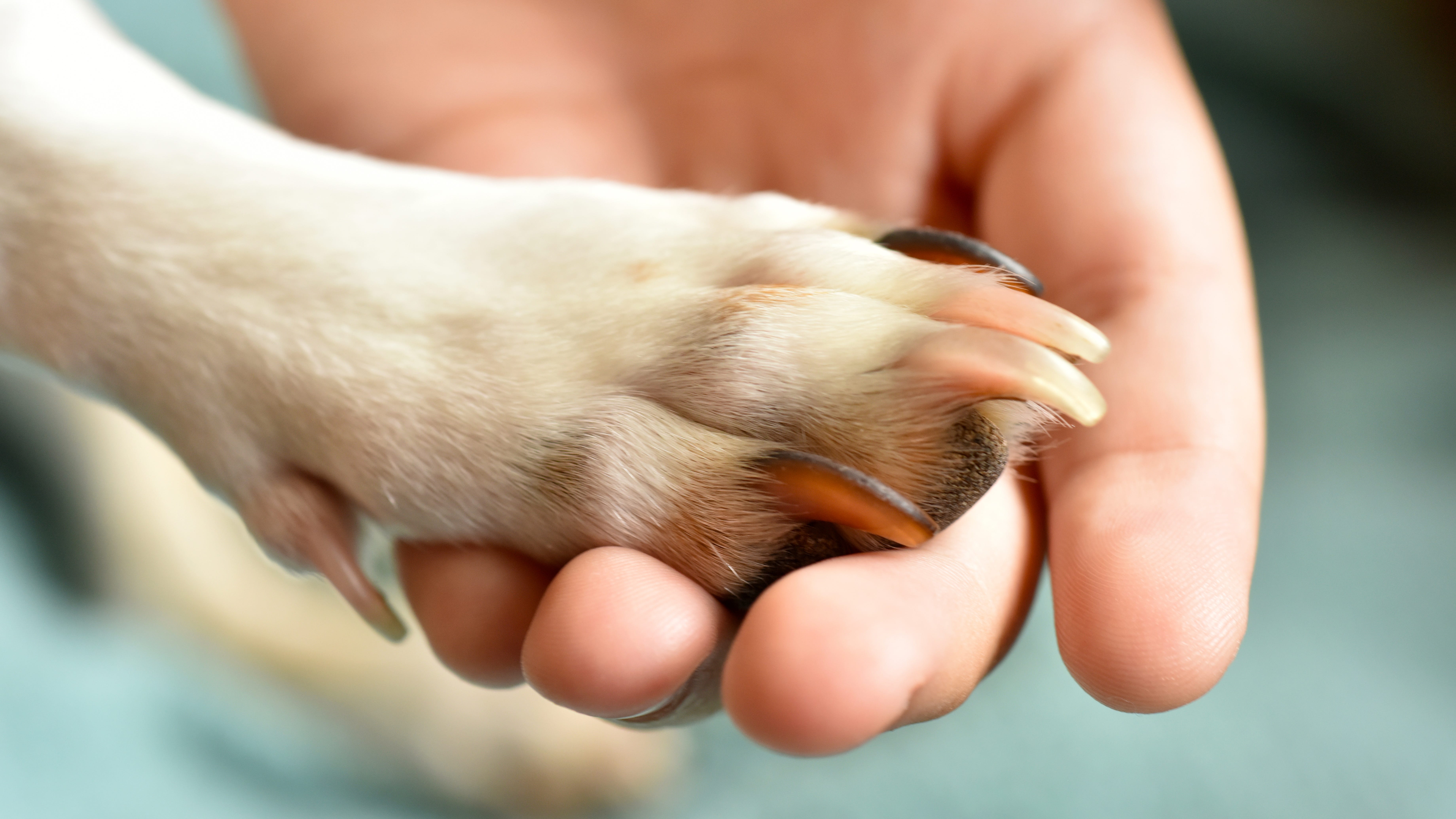 Thousand Oaks animal shelter adds pro-gun control policy to adoption process