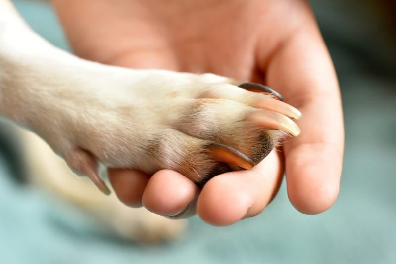dog paw