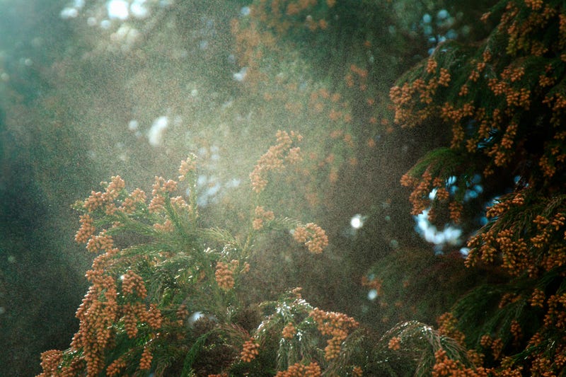 Cadar Pollen