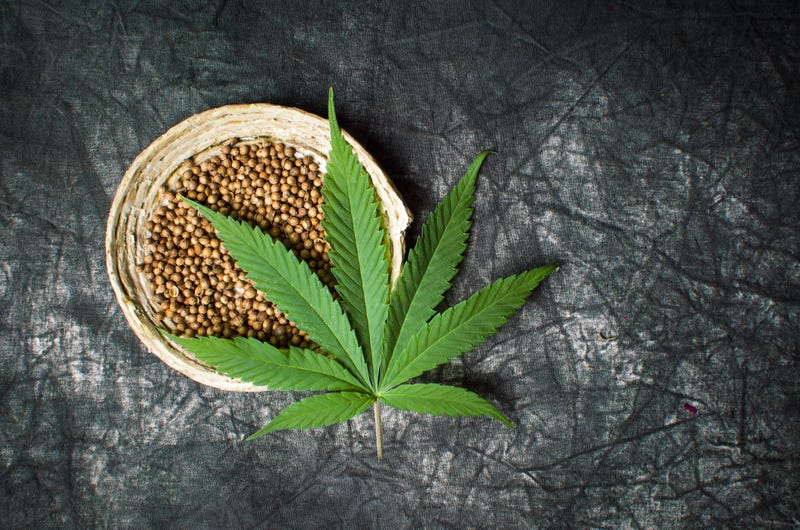 Cannabis seeds in a bowl.