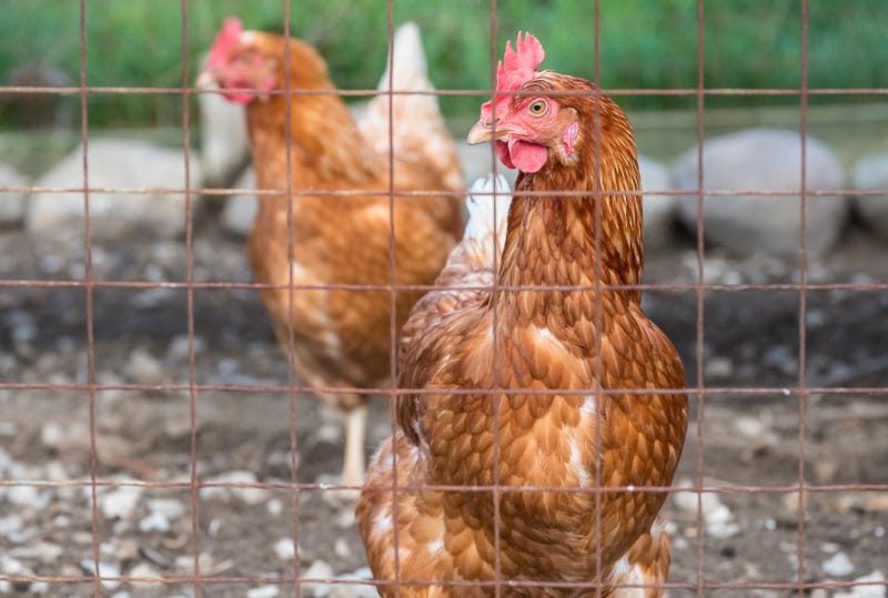 backyard chickens