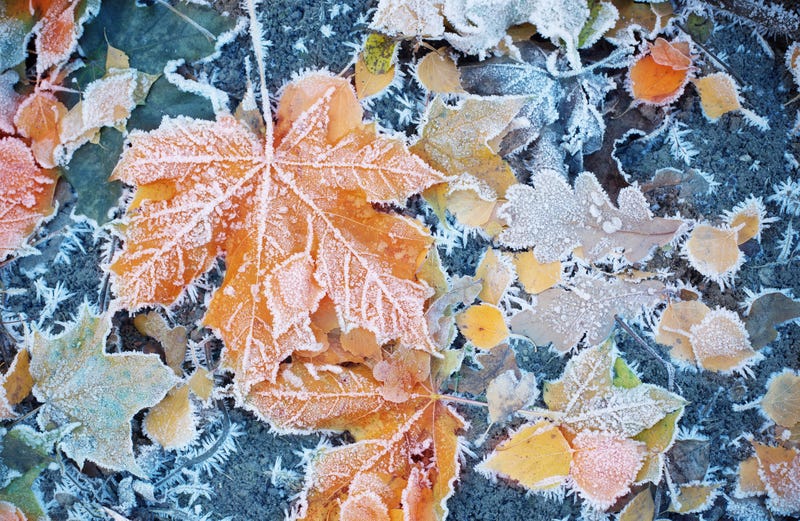 Frozen leaves