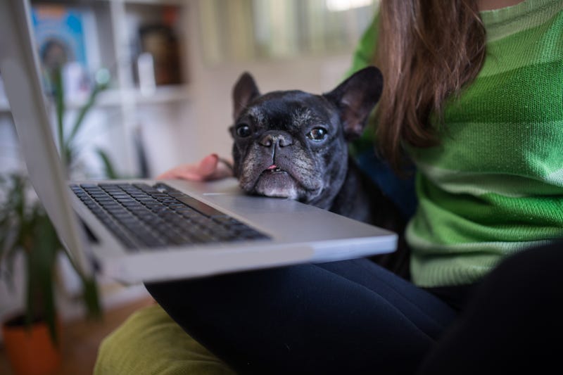 A dog sits on lap of woman with computer