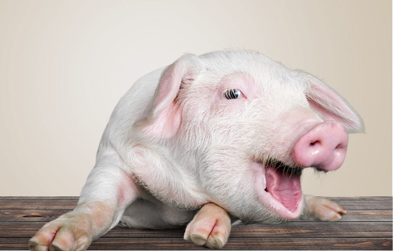 New York man fighting to keep emotional support pig