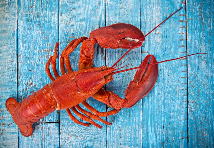 Lobster