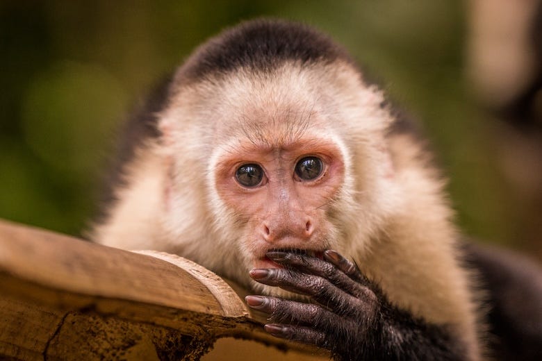 Capuchin monkey resting on a branch
