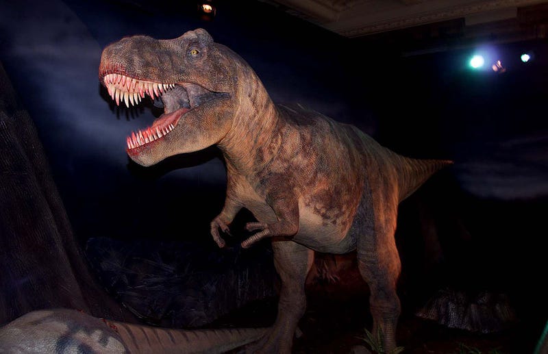 Tyrannosaurus Rex exhibit at the Natural History Museum