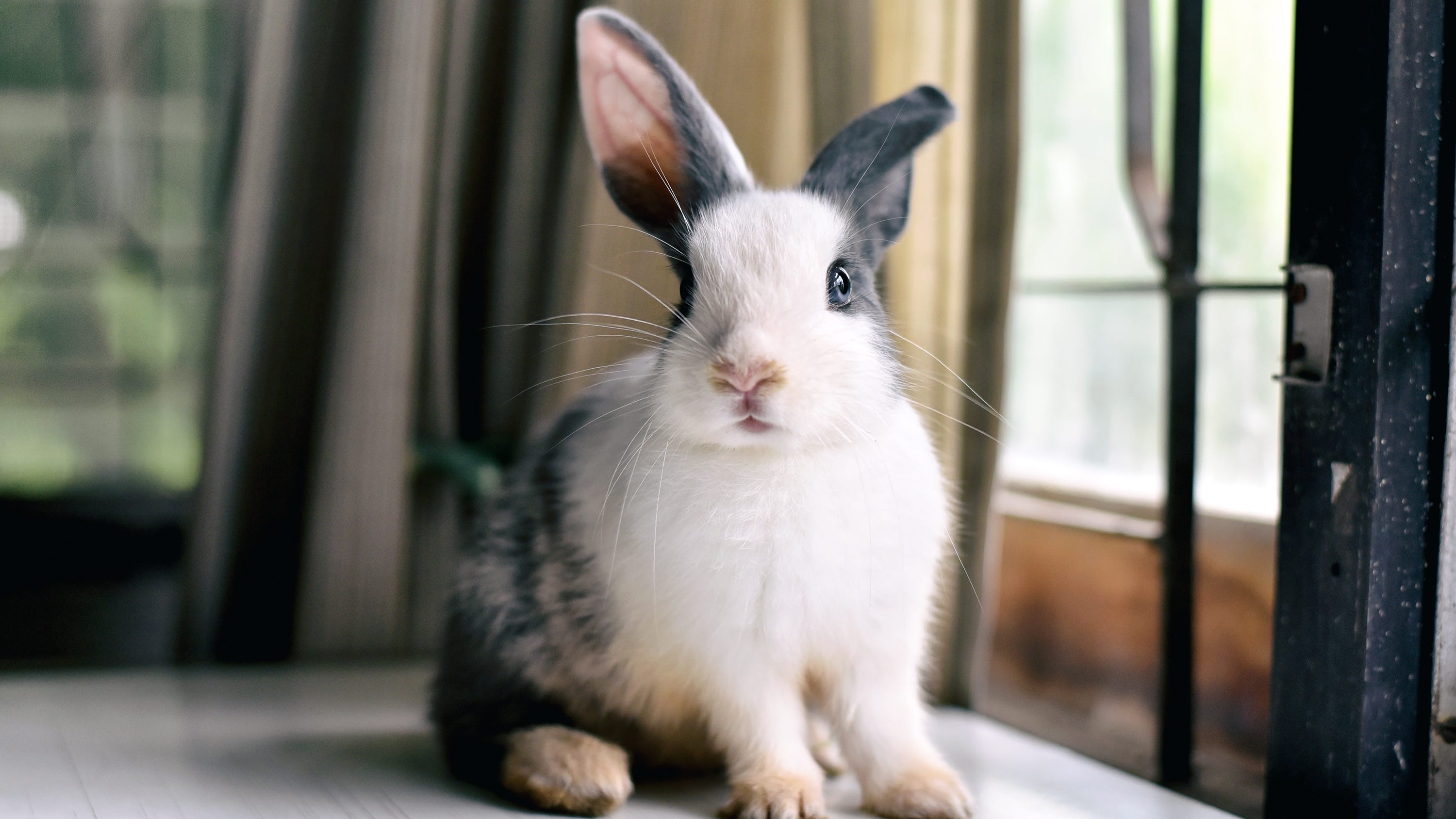 Woodland Hills Bunny Cafe under fire from rescue organizations