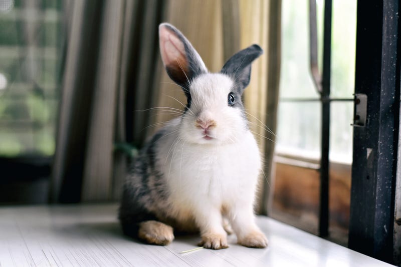 gray and white bunny sitting on a desk